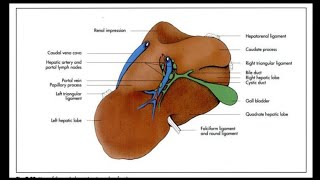 Liver of Ox  Splanchnology  ANATOMY by Dr Nidhi Gupta  NDVSU  1st Year Lecture [upl. by Eilagam123]