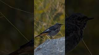 018200 ROUGEQUEUE NOIR  Phoenicurus ochruros immature [upl. by Ayekel]