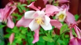 How to Grow Aquilegia From Seed [upl. by Otrebire]