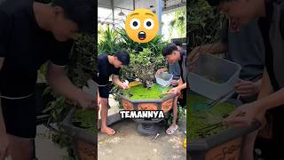 Orang Orang Ini Terkejut Melihat Kolam Ikannya Menjadi Sangat Buruk ‼️😱shorts [upl. by Torruella]