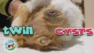 Crystal came to rescue with 2 cysts that needed attention at Cavy Central Guinea pig rescue [upl. by Attegroeg855]