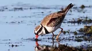 Blackfronted Dotterel with a surprise at the end [upl. by Trakas]