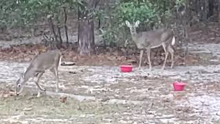 Beautiful Florida Deer on Dec Day 2024 [upl. by Knight787]