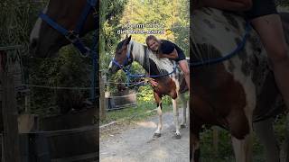 Eine PFERDERANCH 🤩🤠 katharinaherowitsch shorts ranch pferde [upl. by Comras]