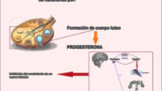 Fisiología del Ciclo Estral [upl. by Hafirahs]