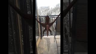 Real dinosaur Pterodactyl on our balcony [upl. by Shippee]