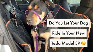 How To Ride With Your Dog In Tesla Model 3SX [upl. by Srednas384]