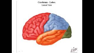 Functional areas of the cerebral cortex [upl. by Oidivo240]