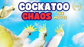 Cockatoo Chaos  Best Compilation of 20232024  A Bird Movie [upl. by Lladnarc719]