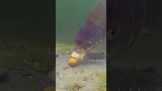 fishing fish carp carpfishing catchandrelease underfishing underwater animals fail shorts [upl. by Cummine756]