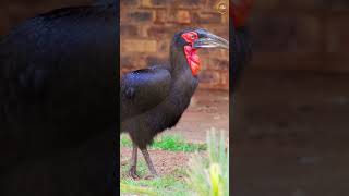 MFAHAMU MUMBI KUSI SOUTHERN GROUND HORNBILL southerngroundhornbill [upl. by Acissej]