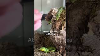 Abronia graminea hand feeding [upl. by Kamal643]