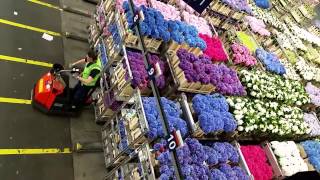 Aalsmeer Royal Holland Flower Auction by Iskamdaletya [upl. by Anawd809]