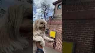 shorts brickstone standardpoodle neighborhood walkingthedog barkingdog kimcheekokimpap [upl. by Glovsky415]