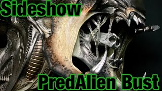 Sideshow Amalgamated Dynamics ADI PredAlien LifeSize Bust from Aliens VS Predator Requiem AVP [upl. by Ecilegna]