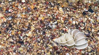 3 RARE 11000 WENTLETRAP SHELLS FOUND A 1 MILLION MICRO SEASHELL PILE AT THE BEACH IN AUSTRALIA [upl. by Odom]