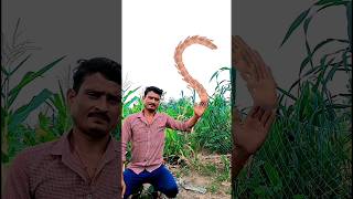 Pyar Mein basane wale ♥️😇shortvideos editingchallenge trending virelshorts krishnalmp [upl. by Armington325]