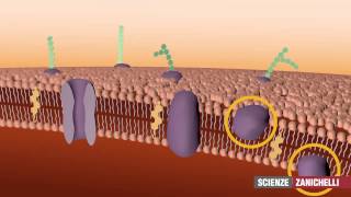 La membrana plasmatica tratto da Saraceni Strumia [upl. by Enyawed]