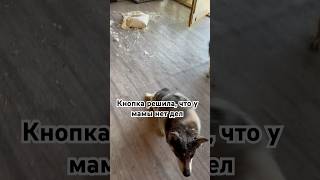 Серия 2🤣 приют котик собака животные cat кот собаки [upl. by Krawczyk]