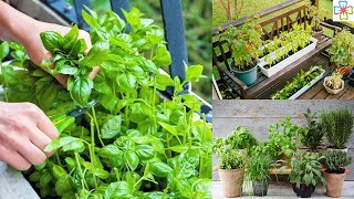 2Minutes Practical Tips for Starting a Balcony Herb Garden [upl. by Firahs]