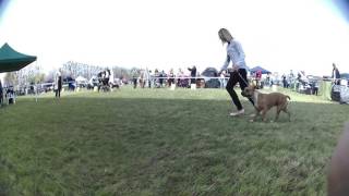 Wystawa psów Opole 23042016 amstaff [upl. by Akimed]