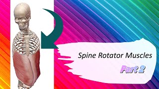 Spine Rotation Muscle Part 2  Trunk Rotation  3D Motion  Origin amp Insertion [upl. by Philine]