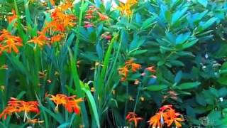 Crocosmia x crocosmiiflora  Montbretia [upl. by Renruojos]