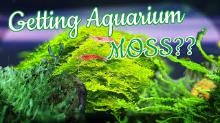 AQUARIUM MOSS Inspiration Mosses you should definitely try [upl. by Tucker]