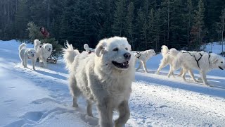 Dog Sledding To Our Mountain Christmas Tree [upl. by Eicul595]