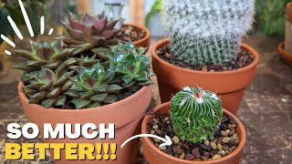 HOW and WHEN to repot cactus and succulents  5 Essential Tips [upl. by Breena]