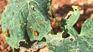 Major insect pest of cucurbits AulacophoraSimilis [upl. by Drofxer407]