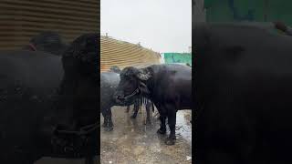 Getting ready For Naveen Yadav Sadar 2024subscribe diy trending festivalyadavdance bull [upl. by Selhorst]