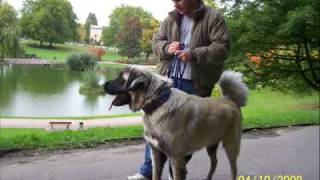 Kangal vs Pitbull New Fight 09 [upl. by Mulderig]