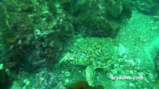 매부리 바다거북Eretmochelys imbricata Hawksbill sea turtle [upl. by Catharina]