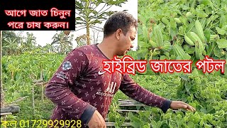 পটল চাষ পদ্ধতি পটলের কাণ্ড বা লতা ব্যবহার করে কিভাবে পলিব্যাগে পটলের চারা তৈরী করা হয়পটল চাষ [upl. by Anam]