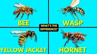 Whats The Difference Between Bees Wasps Yellow Jackets and Hornets [upl. by Leidag21]