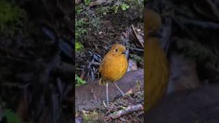 Urubamba Antpitta birdingperutrips birdsofperu shorts [upl. by Oaoj]