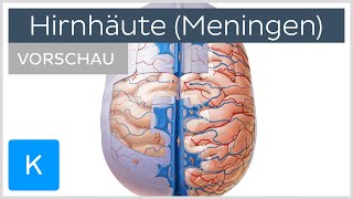 Die Hirnhäute Dura Arachnoida Pia Vorschau  Anatomie des Menschen  Kenhub [upl. by Docilla]