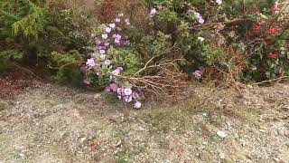 Back in Bhutan Rhododendron bloom in Merak 78May2024 [upl. by Gina]