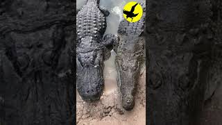 🤔Diferencias entre Cocodrilo Caimán y Alligator [upl. by Eanaj494]