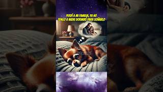 El perrito soñador 🐶💔 mascotas babyanimal shortsviral perros chihuahua babypet [upl. by Nibuz]