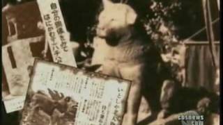 Hachiko A Dogs Tale of Loyalty in Tokyoflv [upl. by Eisseb]