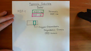 Hypoxia Inducible Factor HIF Part 1 [upl. by Leahcam127]