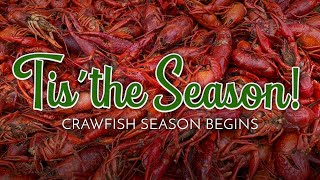 2025 Louisiana Crawfish Season Looking Promising [upl. by Heigho]