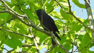 Jackdaw bird call bird song [upl. by Jaal]