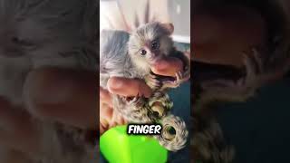 Discover Finger Monkey Pygmy Marmoset a very cute pet breed animals pets [upl. by Suoicerpal]