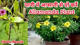 Allamanda Cutting in the Easiest Methodsसिर्फ पानी में आसानी से ग्रो करें Allamanda Plant [upl. by Nnaylrebmik]