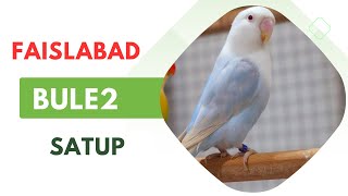 Faisalabad🌸lovebirds Blue 2 setup😇Visit Two brothers Aviary🦜Quality🔥Good lovebird birdsounds [upl. by Ainahs678]