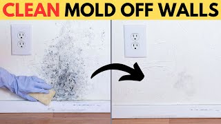 How to Remove Mold from Walls Permanently with Vinegar [upl. by Matthaus507]