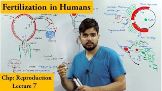 How Fertilization Occurs in Humans  Spermovum interaction [upl. by Virgin]